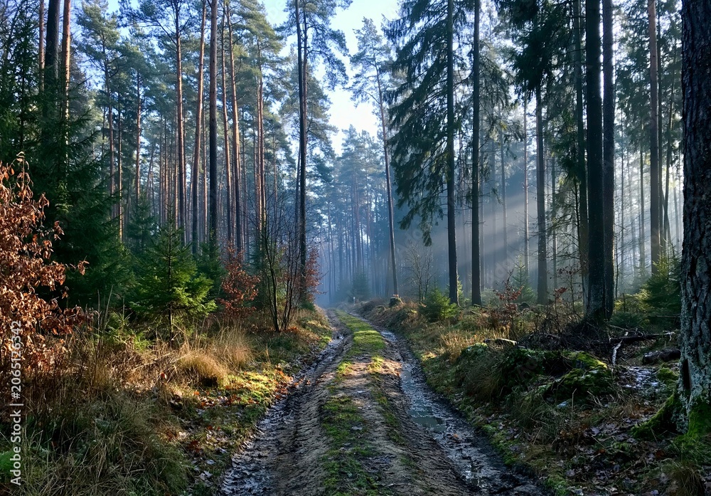 Obraz premium Amateur snapshot of a path winding through a lush summer forest. Bright green foliage surrounds the trail, capturing a simple, peaceful moment of a walk in the woods on a warm, sunny day.