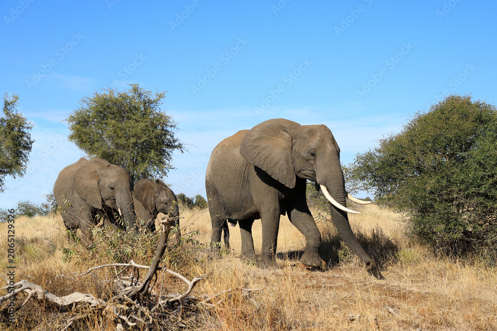 Obraz premium Afrikanischer Elefant / African elephant / Loxodonta africana