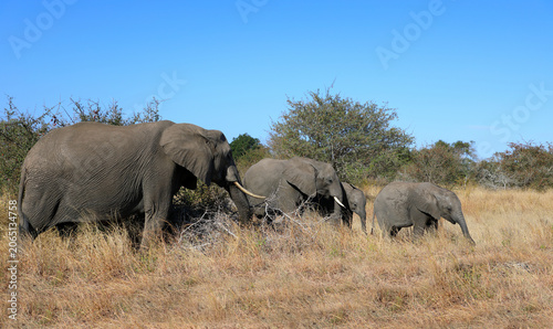 Canvas Print Afrikanischer Elefant / African elephant / Loxodonta africana