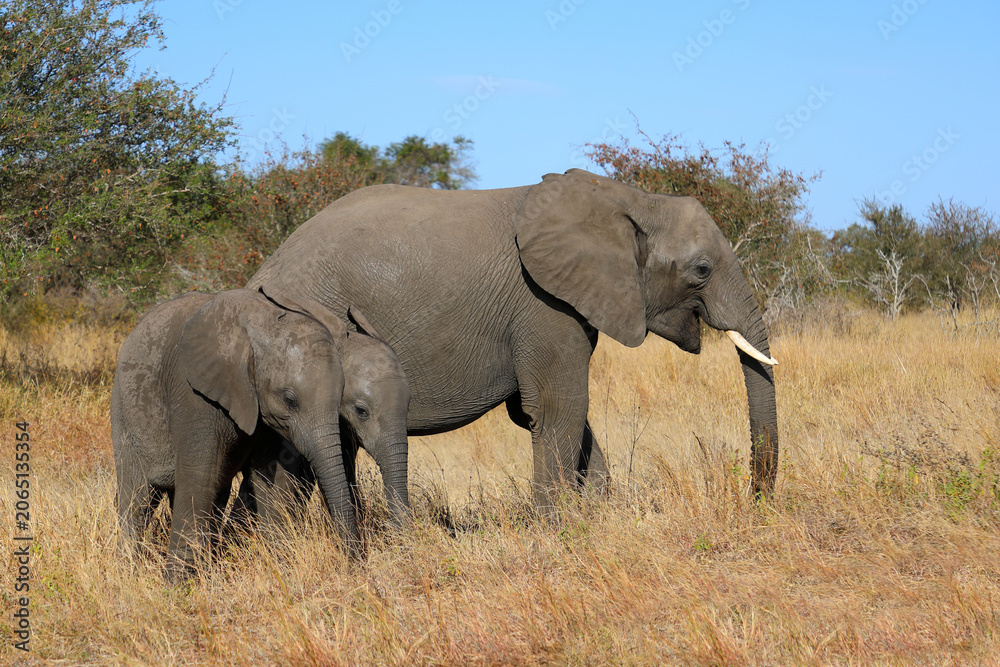 Fototapeta premium Afrikanischer Elefant / African elephant / Loxodonta africana