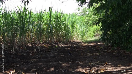 Green sugarcane grows beside a dirt path shaded by a mango tree. Small birds descend to the dark ground, foraging for insects in the leaves before quickly flying back up into the canopy's branches.