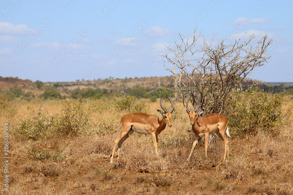 Fototapeta premium Schwarzfersenantilope / Impala / Aepyceros melampus