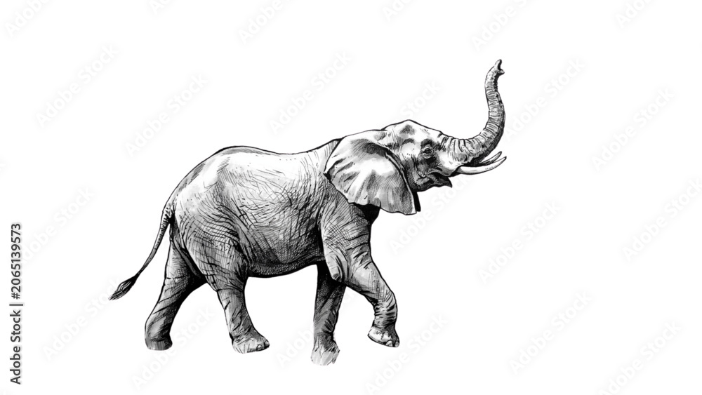 Fototapeta premium Gray elephant walking in a natural setting Vector
