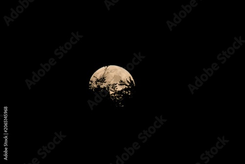 Obraz na płótnie Mysterious full moon rising behind dark forest silhouettes creating an atmospheric background for cinematic book covers, fantasy web design, and creative advertising