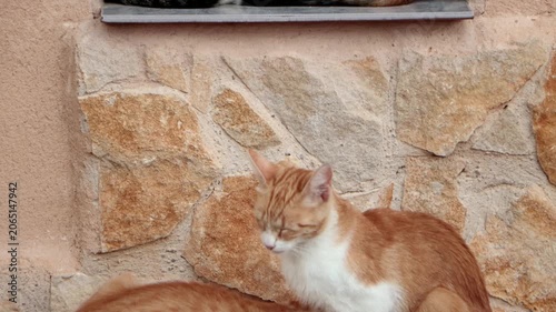 Multicolor group of cats and kittens huddling together on a rustic windowsill with security bars
