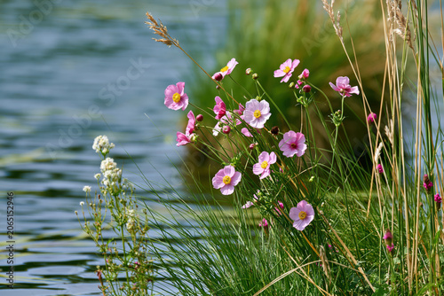 wild flowers in the grass