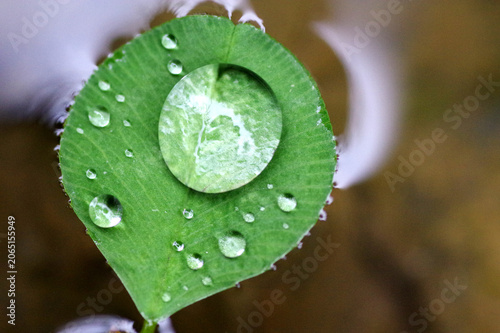 rosée sur feuille de trèfle qui flotte