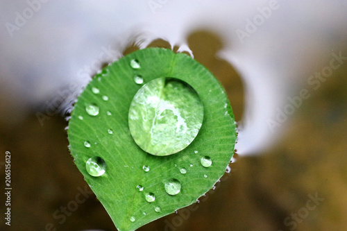 rosée sur feuille de trèfle qui flotte
