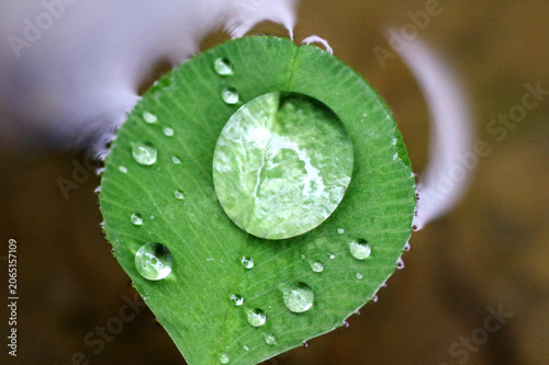 rosée sur feuille de trèfle qui flotte

