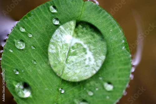 rosée sur feuille de trèfle qui flotte
