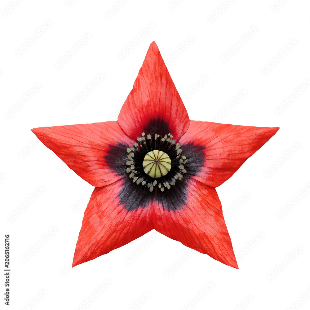 Fototapeta premium PNG Red star-shaped flower element.