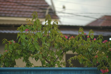 paper flower plants