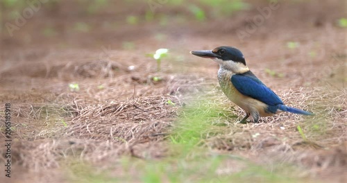 Collared Kingfisher standing on dry grass forest floor looking up. Todiramphus chloris wild bird in natural habitat, tropical wildlife behavior, nature documentary background.