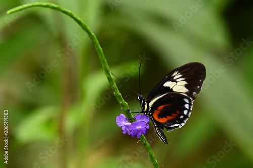 Schilderij op canvas Un beau papillon Heliconius cydno, qui butine le pollen d'une fleur mauve