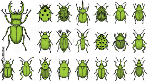 Obraz na plátně Vector illustration of diverse beetle species in rows representing entomology, b