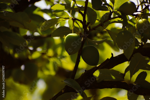 Prunes à contre jour, sans l'ombre du feuillage du prunier, au milieu des branchages