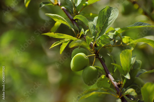 Prunes encore vertes, pas tout à fait mûres, dans le verger, avec feuilles de pruniers