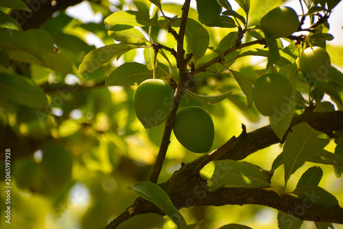 Prunes encore vertes, pas tout à fait mûres, dans le verger, avec feuilles de pruniers