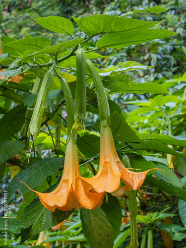Closeup vertical view of colorful yellow orange flowers of brugmansia aurea aka golden angel's trumpet blooming outdoors on natural background