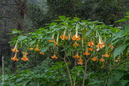 Landscape view of blooming brugmansia aurea or golden angel's trumpet shrub with colorful yellow orange flowers isolated outdoors on forest background