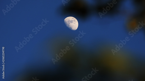 Vászonkép Waxing gibbous Moon with tree silhouettes on a daylight blue sky.