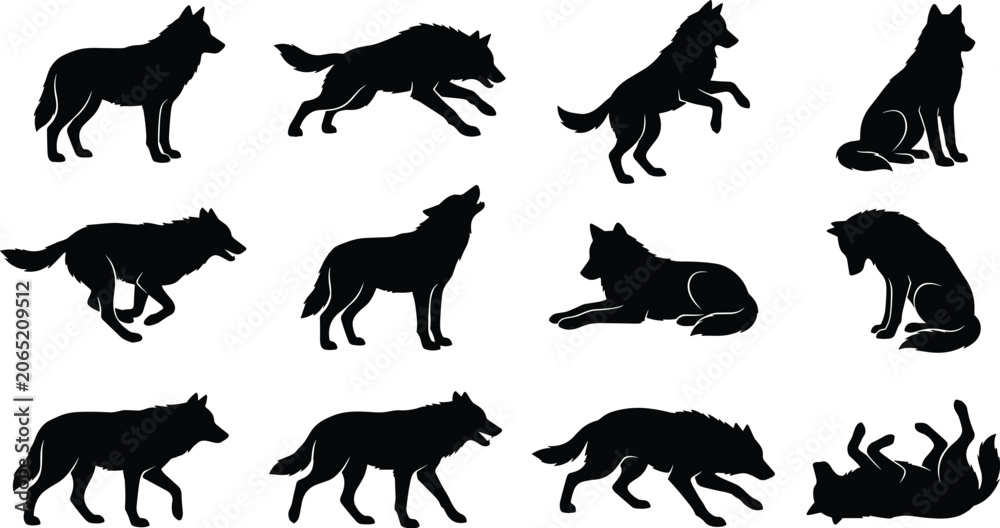 Obraz premium Black Wolf Silhouettes Set with Wild Predators in Various Poses Running Howling and Sitting Isolated on White Background