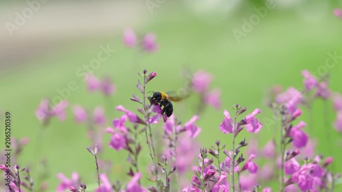 初夏の光を浴びてピンクの花で蜜を集めるクマバチ