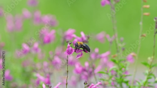 初夏の光を浴びてピンクの花で蜜を集めるクマバチ