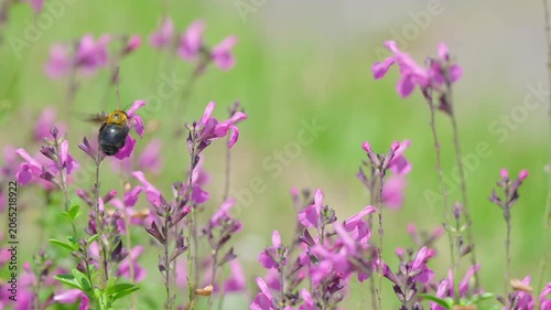 初夏の光を浴びてピンクの花で蜜を集めるクマバチ