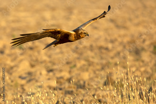 Tablou pe pânză Young male Western Marsh Harrier in its territory early in the morning in a Medi