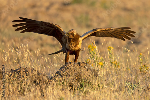 Fotografie Young male Western Marsh Harrier in its territory early in the morning in a Medi
