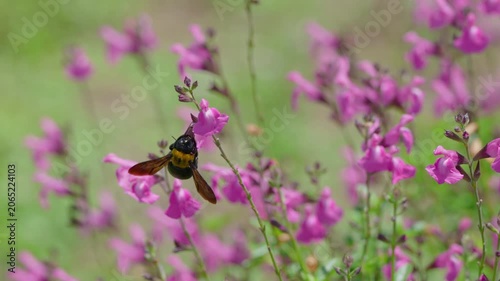 初夏の光を浴びてピンクの花で蜜を集めるクマバチ