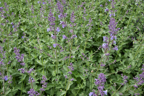 Fotografie Horizontal close-up of blooming catnip or sage with purple flowers in a garden