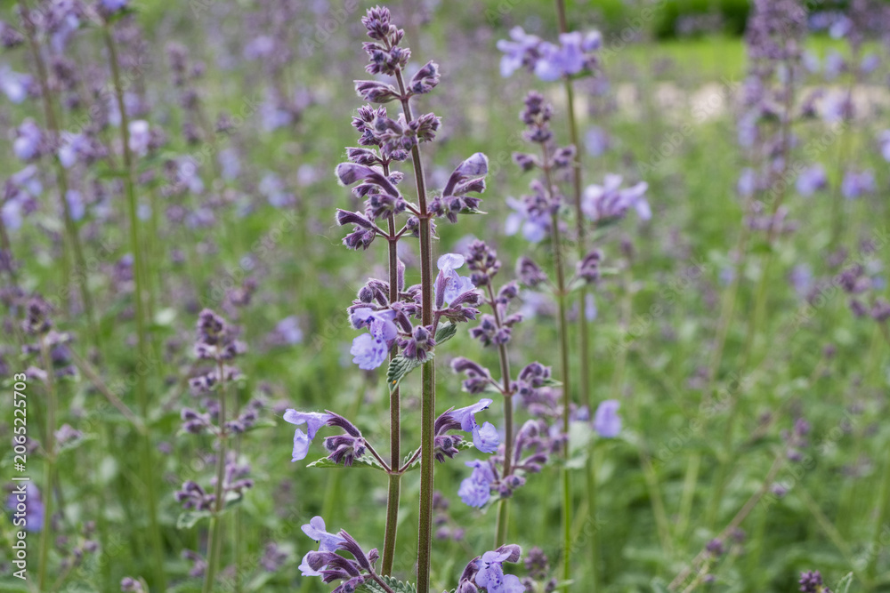 Obraz premium Vertical macro shot of a purple catnip plant with soft bokeh green background. Perfect for mobile app backgrounds, vertical banners, herbal product packaging, and nature blog posts