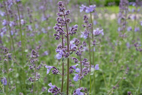 Canvas Print Vertical macro shot of a purple catnip plant with soft bokeh green background