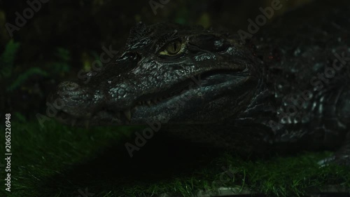 Macro shot of a caiman's head frozen on green artificial moss in the dim light of a terrarium. The exotic predator stares intently into the camera, showcasing its skin texture and teeth