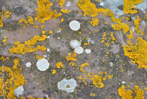 Close Up Ancient Colourful Lichen on Stone 
