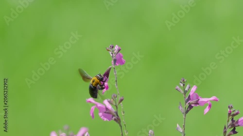 初夏の光を浴びてピンクの花で蜜を集めるクマバチ