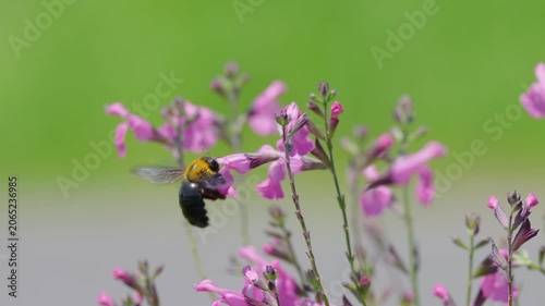 初夏の光を浴びてピンクの花で蜜を集めるクマバチ