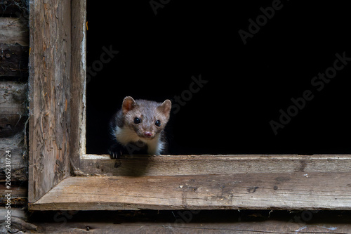 Beech marten / stone marten (Martes foina) looking out from window frame of wooden barn / farm building