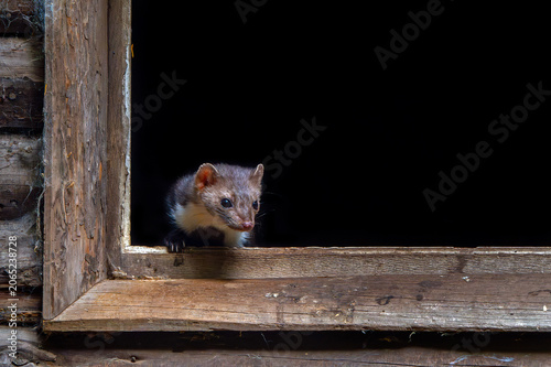 Beech marten / stone marten (Martes foina) looking out from window frame of wooden barn / farm building