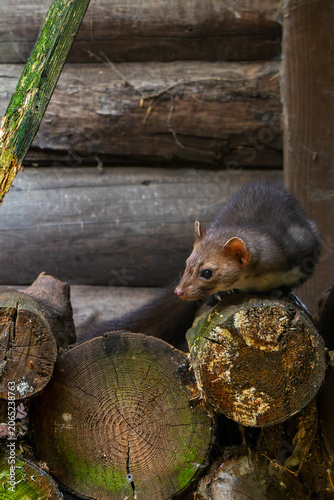 Beech marten / stone marten (Martes foina) sitting on pile of firewood next to wooden barn / farm building / log cabin