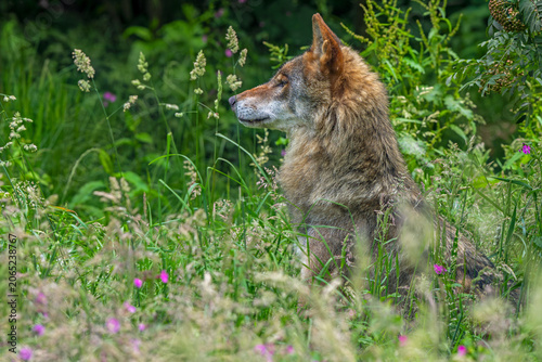 Eurasian wolf / European grey wolf (Canis lupus lupus) sitting in grassland with wildflowers at edge of forest in summer