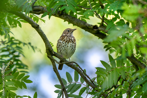Song thrush (Turdus philomelos) perched on branch in rowan tree with green foliage in spring
