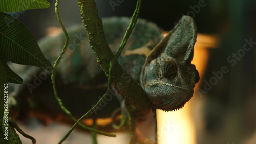 Close up of a veiled chameleon sitting motionless on a branch in a terrarium. The exotic reptile slowly rotates its eyes, camouflaging among decorative plants