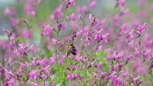 初夏の光を浴びてピンクの花で蜜を集めるクマバチ