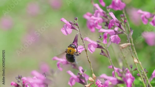 初夏の光を浴びてピンクの花で蜜を集めるクマバチ