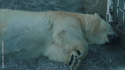 Close up of a huge polar bear sleeping on its side on a concrete floor in a zoo. The polar predator buried its head against the enclosure bars, funnily tucking its paws with claws