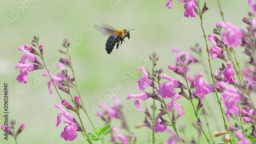 初夏の光を浴びてピンクの花で蜜を集めるクマバチ