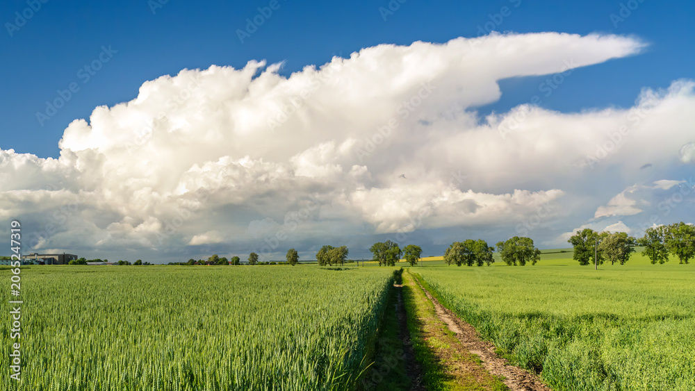 Fototapeta premium Rural Green Wheat Field With Dirt Track Under Dramatic Summer Clouds
